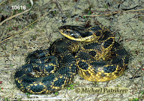 Eastern Hognose Snake (Heterodon platirhinos)